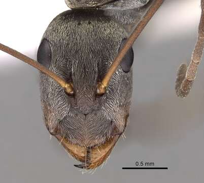 Image of Camponotus parius Emery 1889