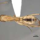 Plancia ëd Camponotus aegyptiacus Emery 1915
