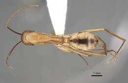 Image de Camponotus aegyptiacus Emery 1915