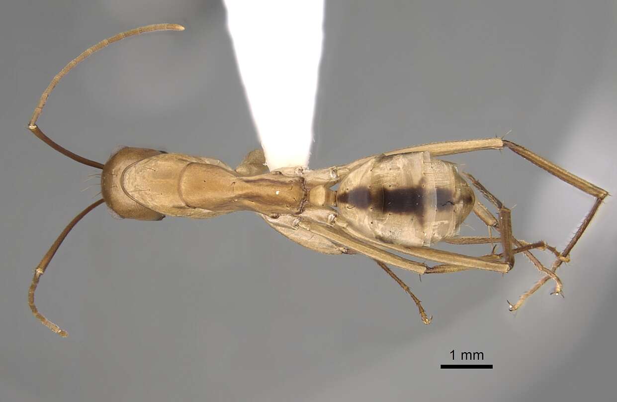 Plancia ëd Camponotus aegyptiacus Emery 1915