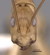 Image of Egyptian Carpenter Ant