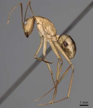 Image de Camponotus aegyptiacus Emery 1915