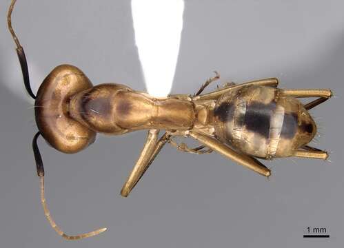 Image de Camponotus aegyptiacus Emery 1915