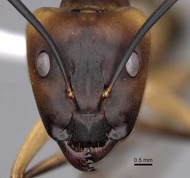 Image de Camponotus aegyptiacus Emery 1915