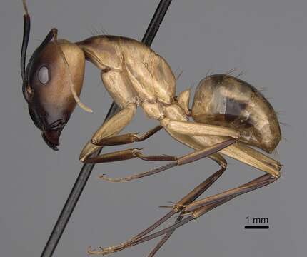 Image de Camponotus aegyptiacus Emery 1915