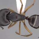 Image de Camponotus somalinus Andre 1887