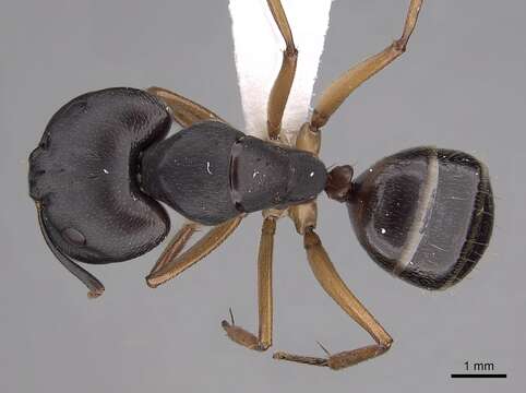 Image of Camponotus somalinus Andre 1887