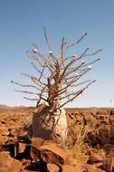 Image of Bottle tree