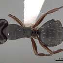 Image de Camponotus braunsi Mayr 1895