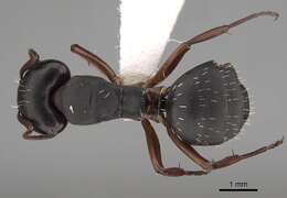 Image of Camponotus braunsi Mayr 1895