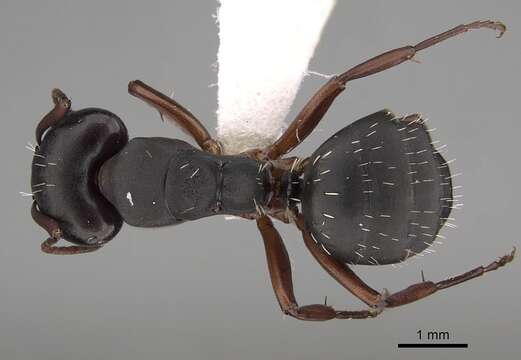 صورة Camponotus braunsi Mayr 1895