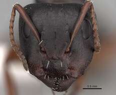 Image of Camponotus braunsi Mayr 1895