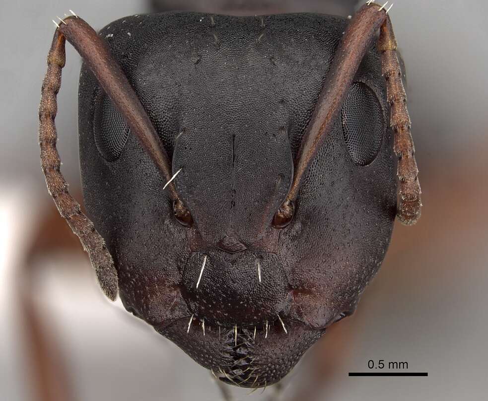 Image of Camponotus braunsi Mayr 1895