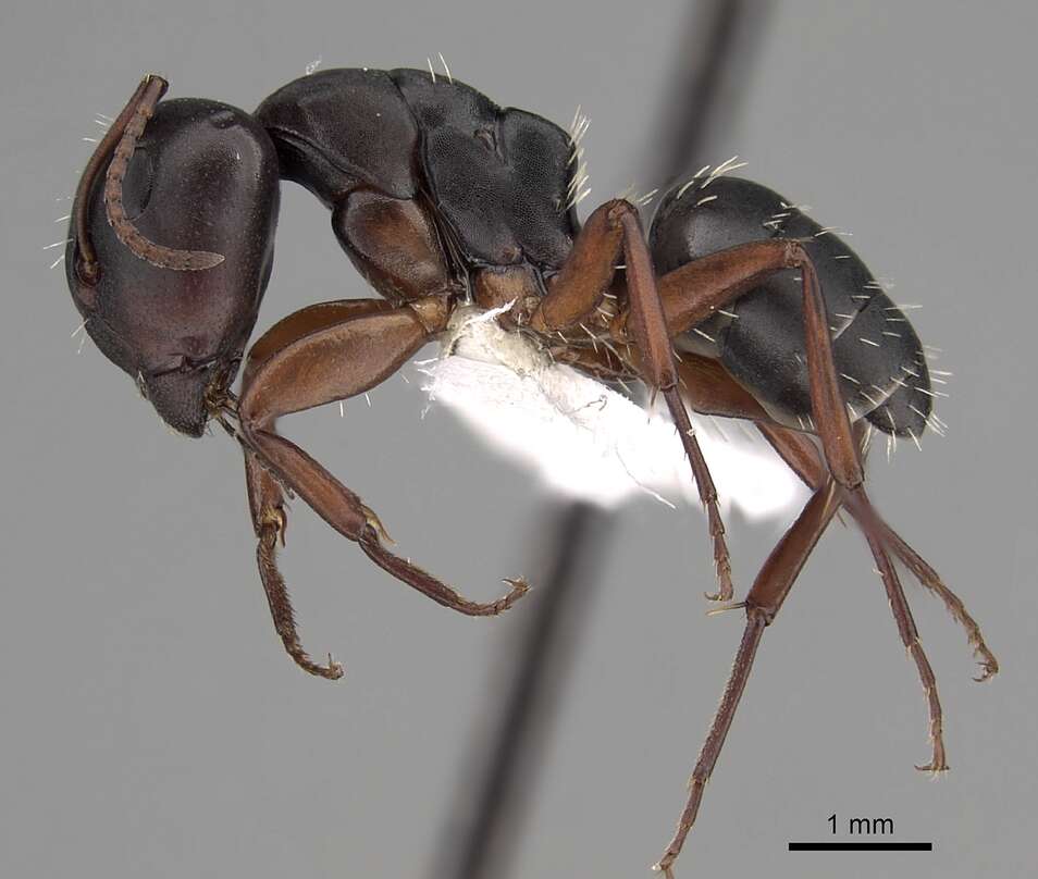 Image of Camponotus braunsi Mayr 1895