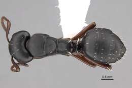 Image of Camponotus braunsi Mayr 1895