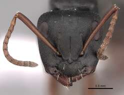 Image of Camponotus braunsi Mayr 1895