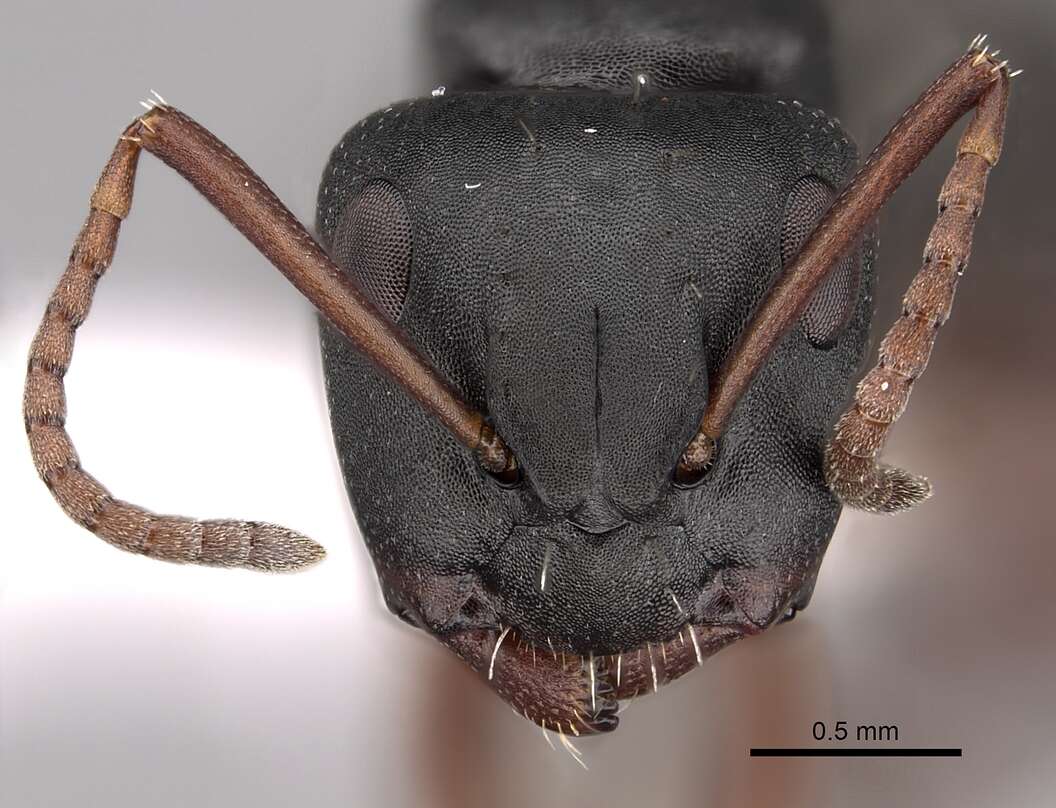 Image of Camponotus braunsi Mayr 1895