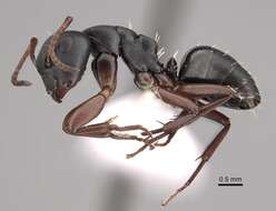 Image of Camponotus braunsi Mayr 1895