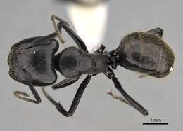 Image of Camponotus arminius Forel 1910