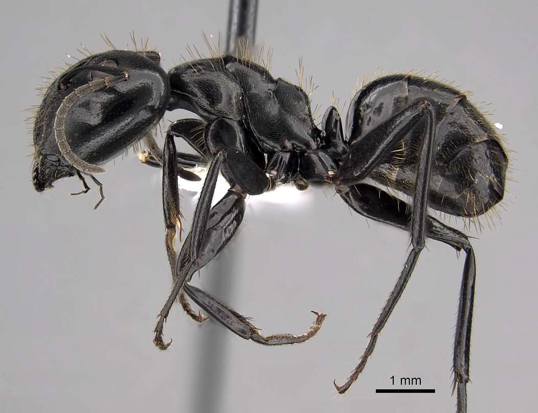 Image of Camponotus arminius Forel 1910