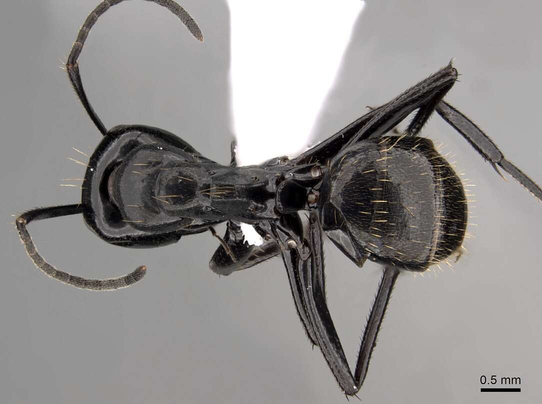 Image of Camponotus arminius Forel 1910