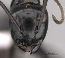 Image of Camponotus arminius Forel 1910