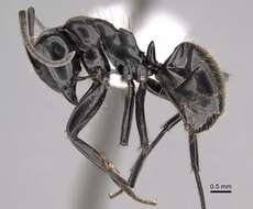 Image of Camponotus arminius Forel 1910