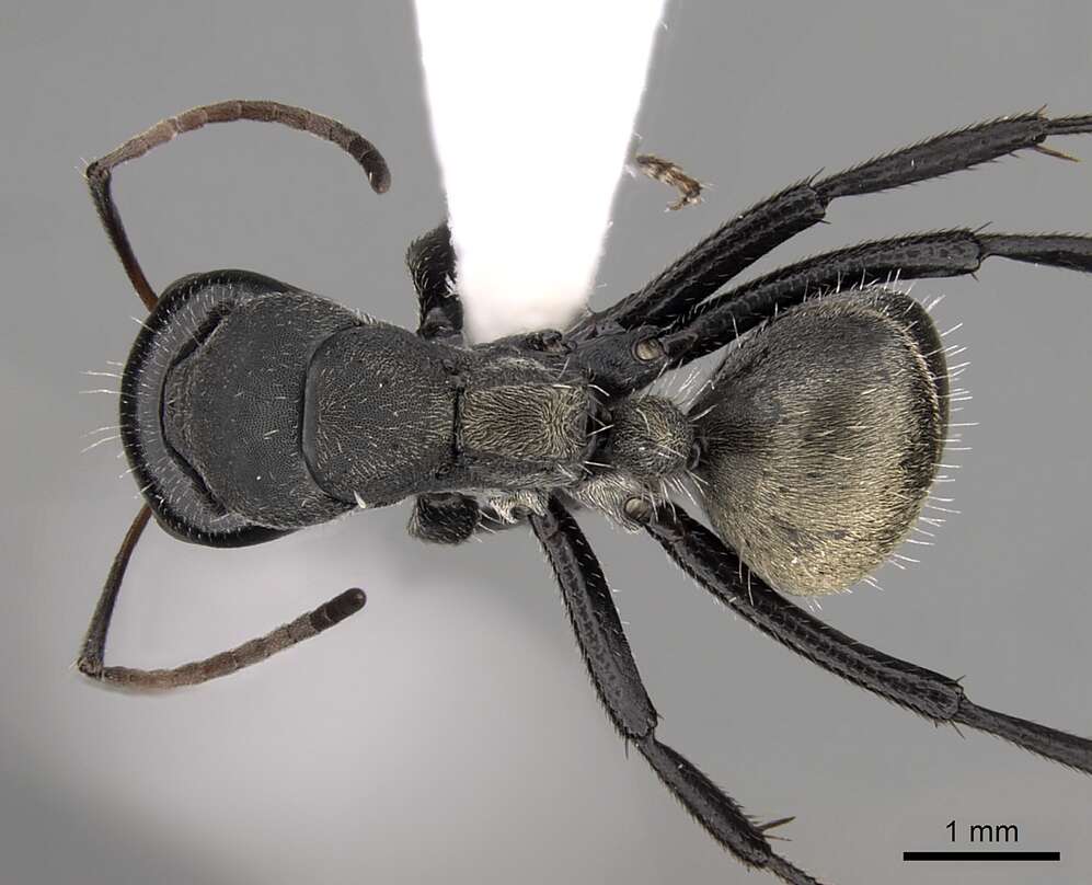 Image of Camponotus sericeus (Fabricius 1798)