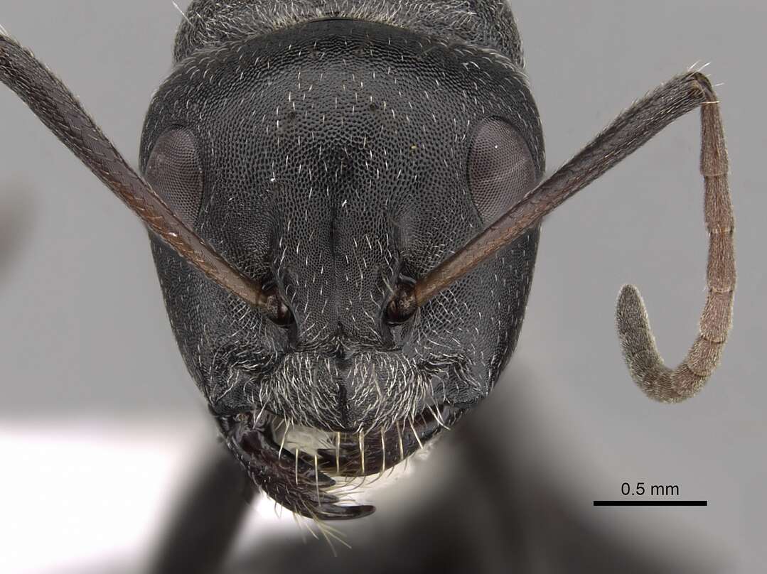 Image of Camponotus sericeus (Fabricius 1798)