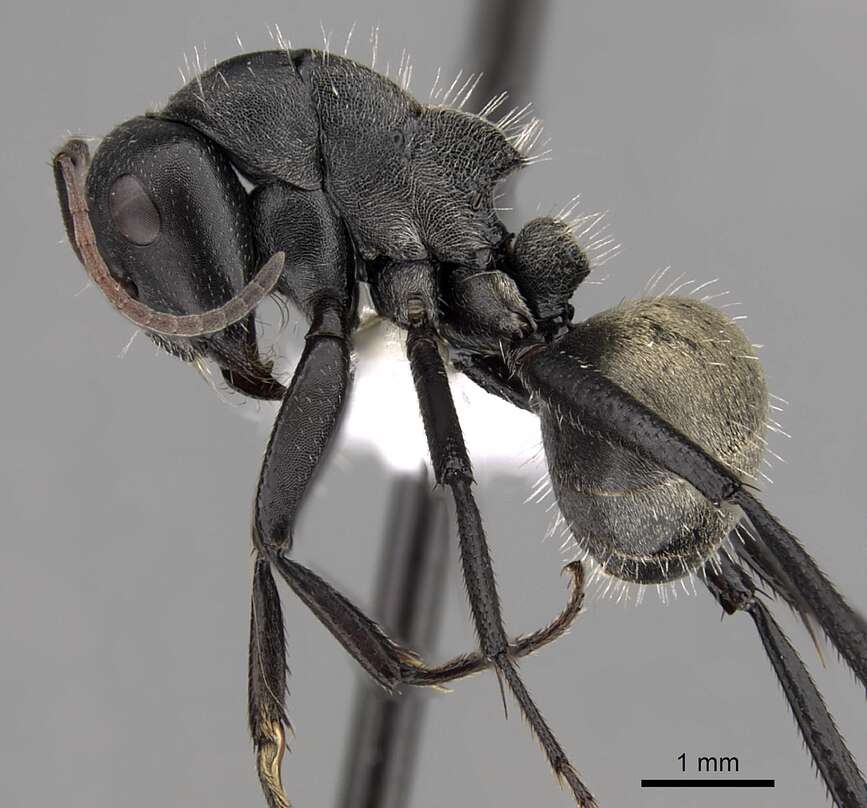 Image of Camponotus sericeus (Fabricius 1798)