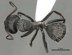 Image of Camponotus fulvopilosus (De Geer 1778)