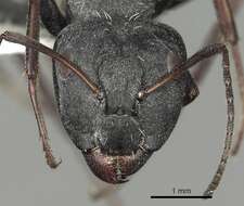 Image of Camponotus fulvopilosus (De Geer 1778)