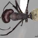 Plancia ëd Camponotus storeatus Forel 1910