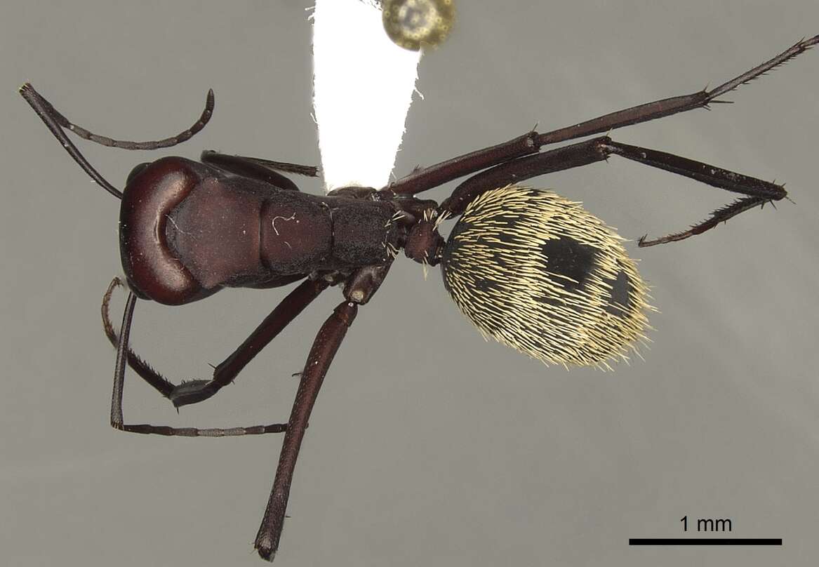 Plancia ëd Camponotus storeatus Forel 1910