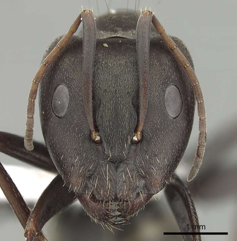 Image of Camponotus cosmicus (Smith 1858)