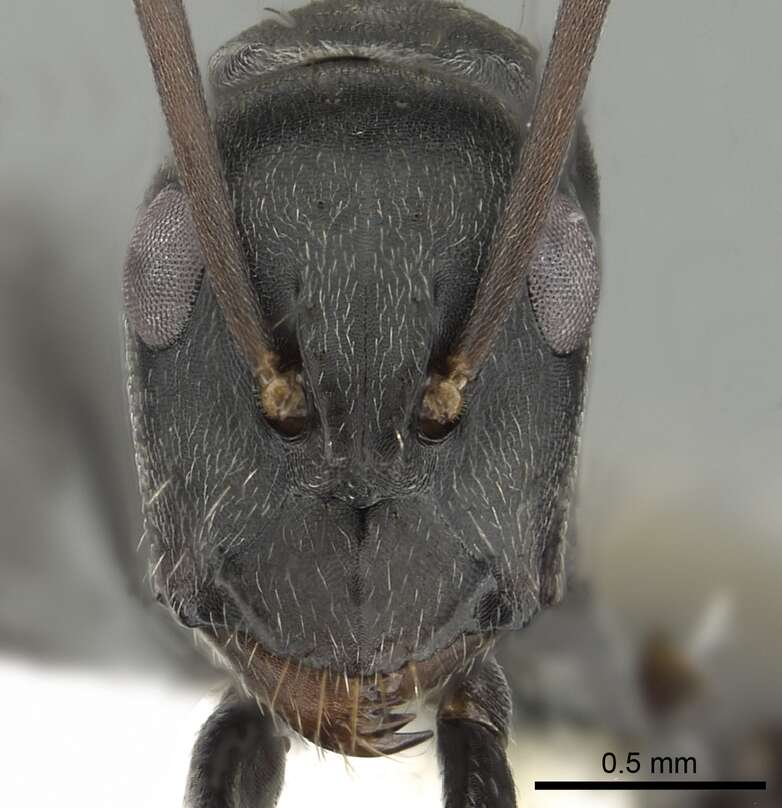 Image of Camponotus cosmicus (Smith 1858)