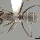 Image of Camponotus vestitus (Smith 1858)