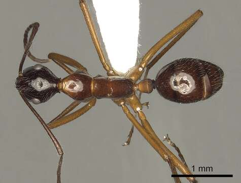 Image of Camponotus panamensis