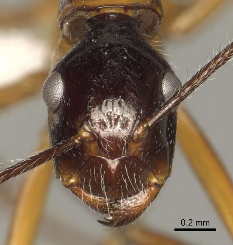 Image of Camponotus panamensis