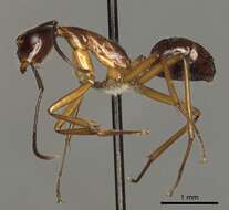 Image de Camponotus panamensis