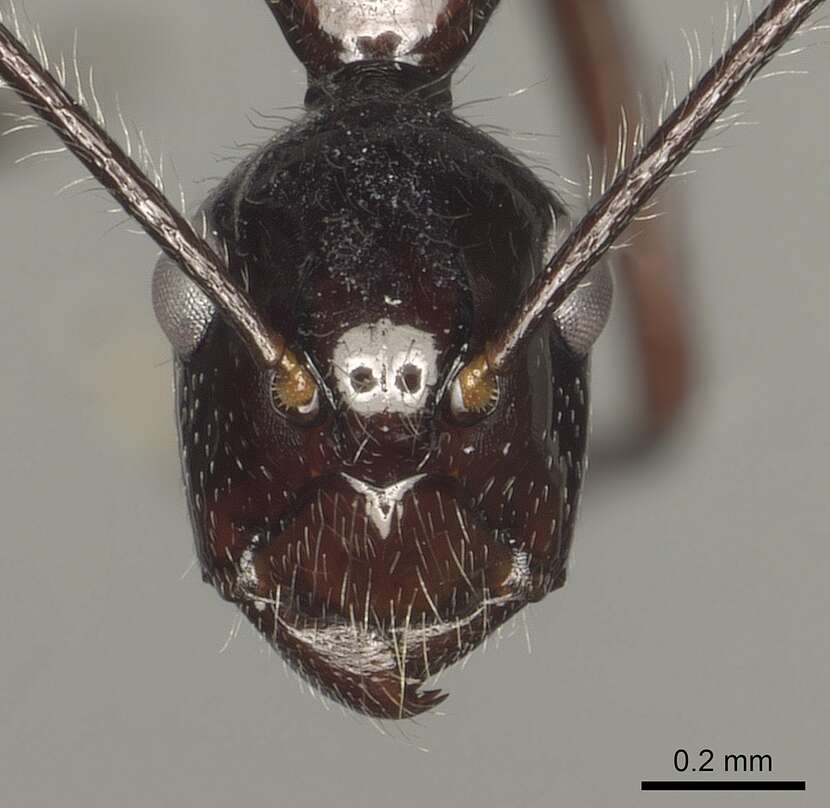 Image de Camponotus panamensis