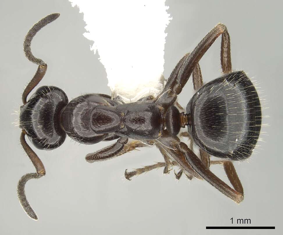Image of Formica lasioides Emery 1893