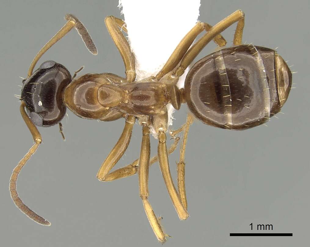 Image of Formica limata Wheeler 1913