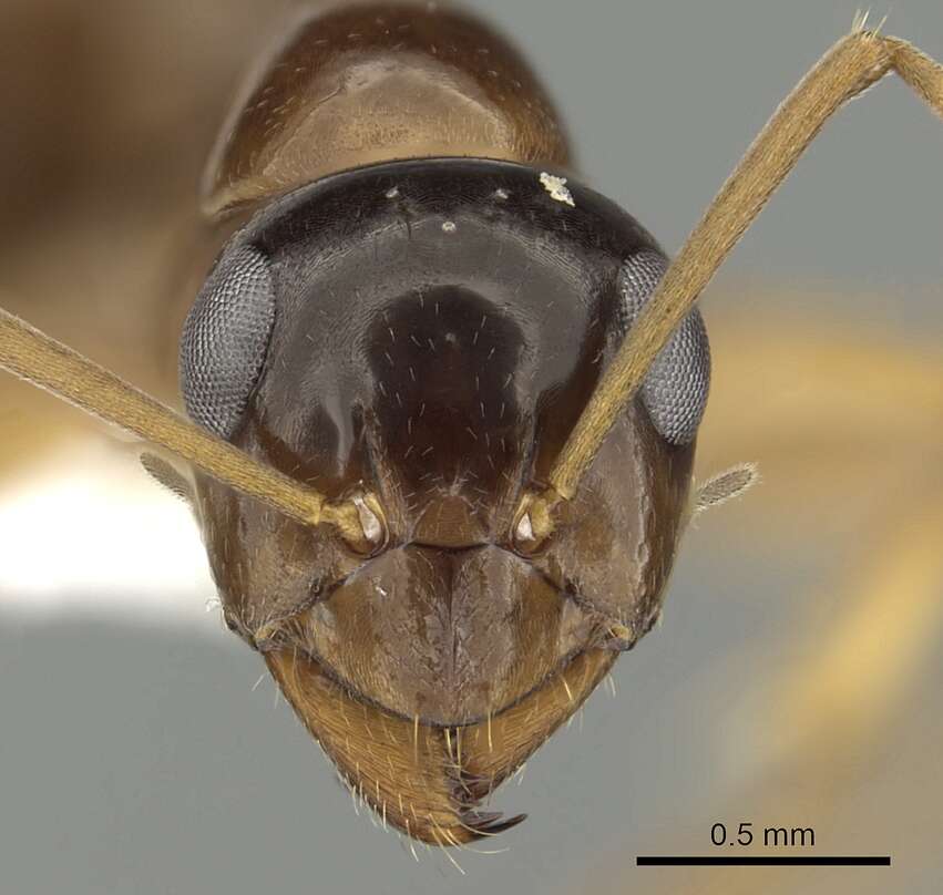 Image of Formica limata Wheeler 1913