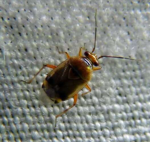 Image of Deraeocoris serenus (Douglas & Scott 1868)