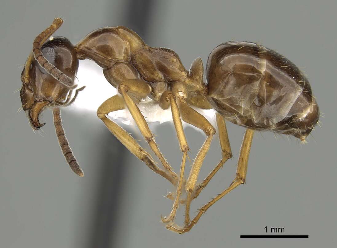 Image of Formica limata Wheeler 1913