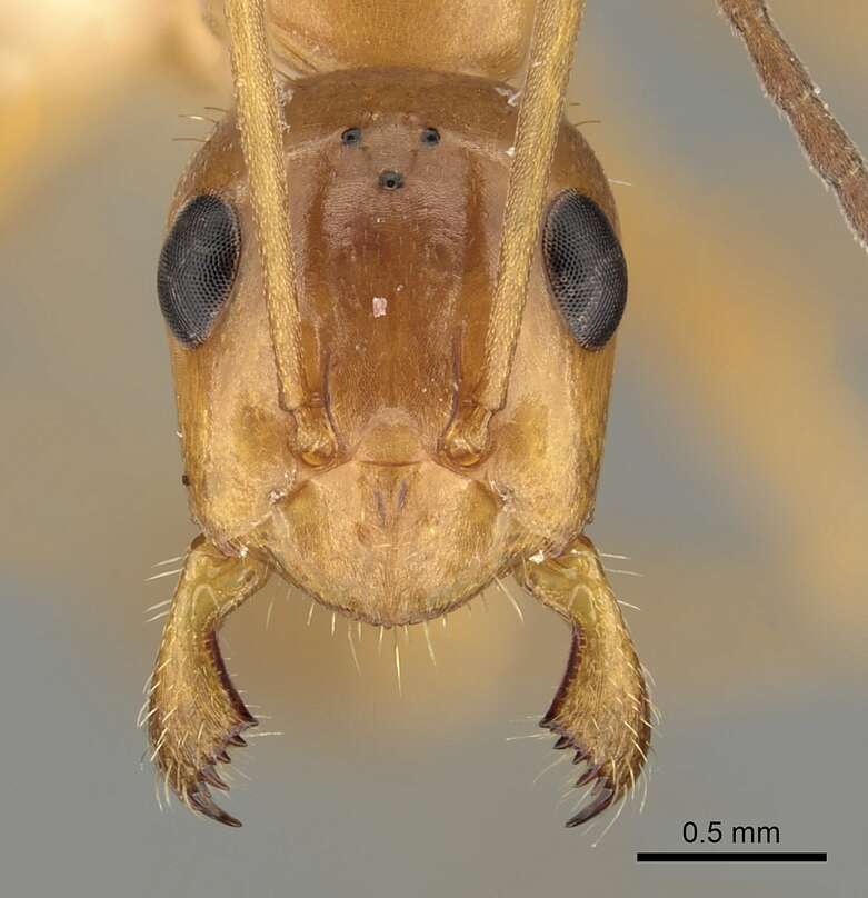 Image of <i>Formica biophilica</i> Trager