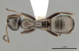 Image of Formica occulta Francoeur 1973