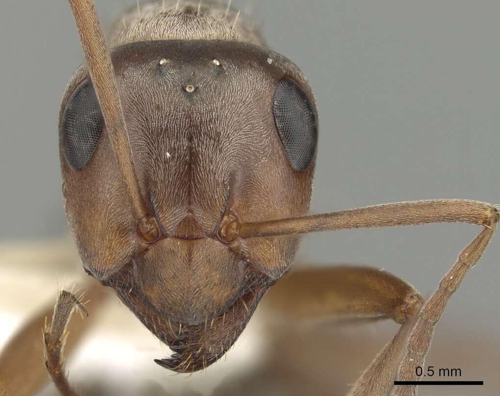 Imagem de Formica aerata Francoeur 1973