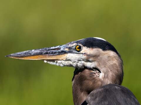 Image of Great Blue Heron